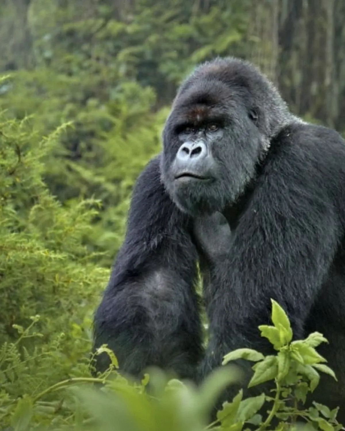 what to wear when gorilla trekking in Uganda?